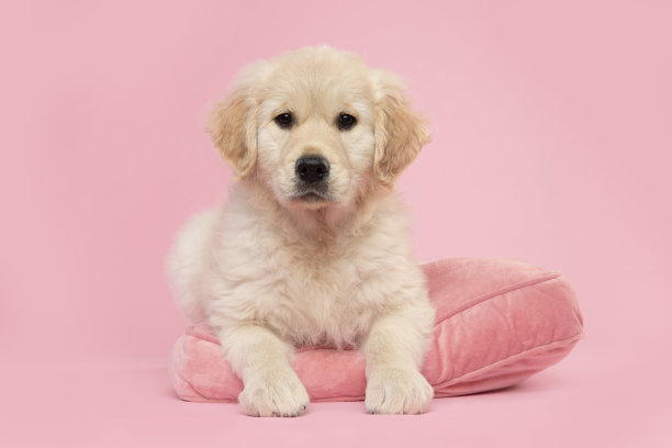 可爱的金毛寻回犬躺在垫子上，爪子放在垫子边缘，看着粉色背景上的相机图片下载