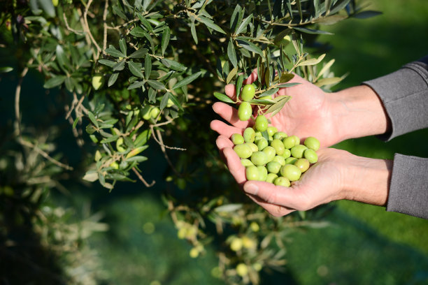 特写英俊的高级男子手捧橄榄在农业领域图片下载