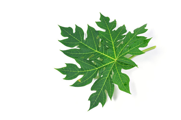 一个对象木瓜叶图片下载