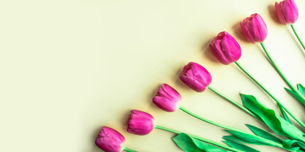 可爱的洋红色的新鲜郁金香在淡黄色的纸背景。贺卡。图片下载