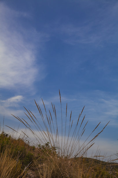 在蓝天的映衬下，田野里垂直的褐色草图片下载