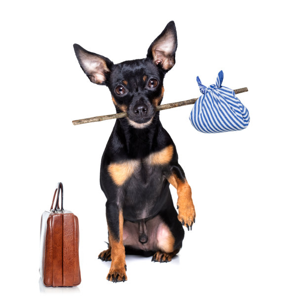 被遗弃和丢失的狗图片下载