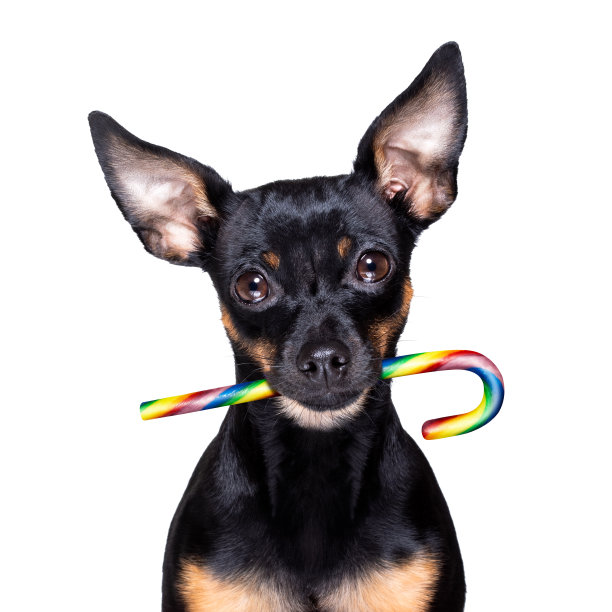 狗在嘴里吃甜糖果图片下载