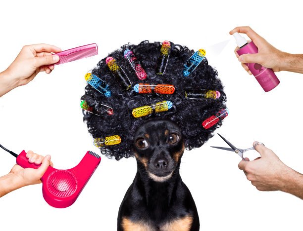 在美发店给狗梳头图片下载