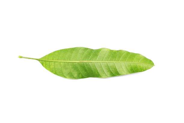 白色背景上的热带绿叶图片下载