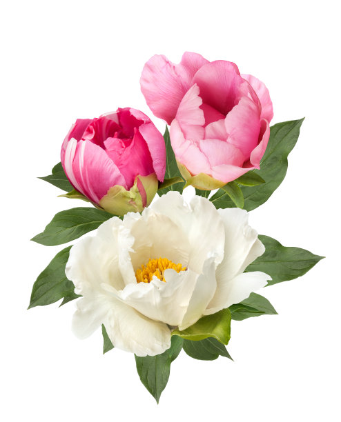 粉红色和白色的牡丹花束孤立图片下载
