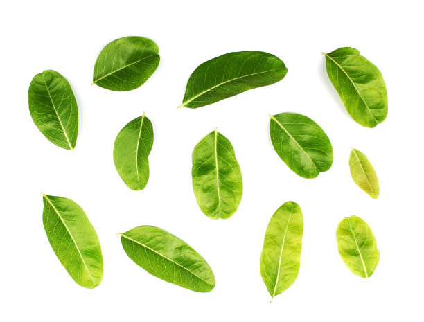 在白色背景上采集热带绿叶图片下载