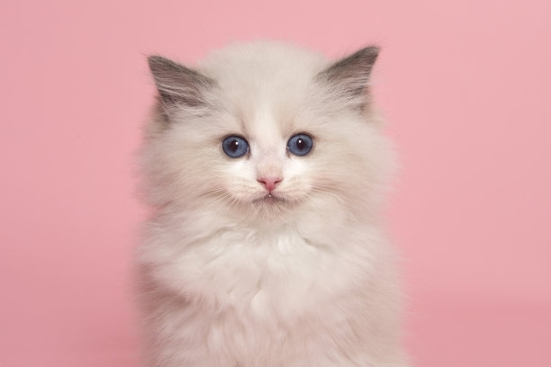 一只可爱的布娃娃小猫的肖像，蓝色的眼睛看着相机在一个粉红色的背景图片下载