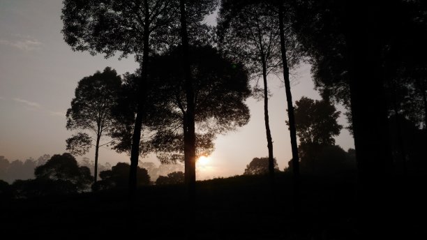 森林中央的日出图片下载