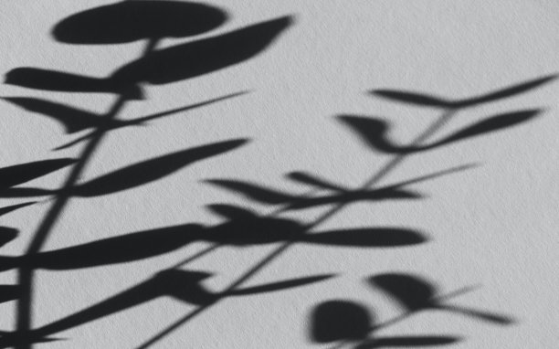 桉树枝的阴影在柔和的背景上。图片下载