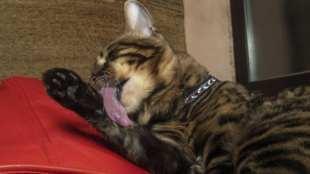 漂亮的小猫在家里舔自己。孟加拉猫洗漱，舔爪子。家畜。图片下载