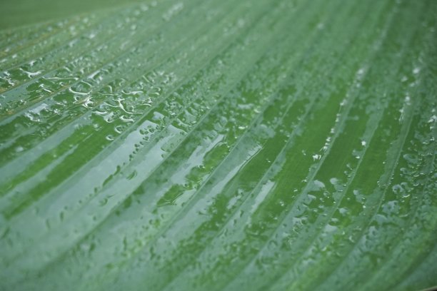 水溅在树叶上图片下载