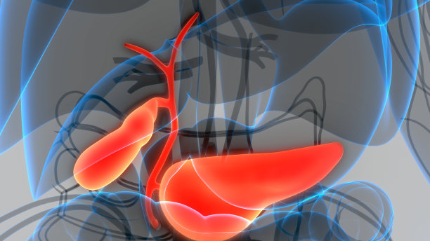 人体内脏器官胰腺及胆囊解剖学图片下载