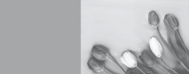 春天的花朵或节日的装饰。终极灰色背景上的郁金香。2021年的颜色——灰色。图片下载