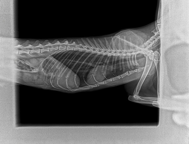 猫内脏的x光片，胸部，胃，肾脏。概要文件。兽医诊所服务。图片下载