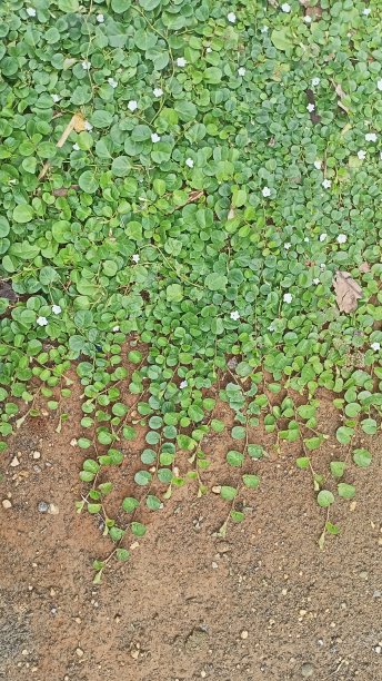 一个小藤蔓和地面的背景图片下载