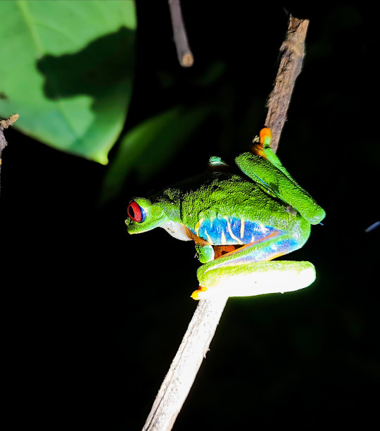 红眼绿树蛙哥斯达黎加图片下载