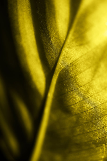 叶子的黄色孤立的宏观背面图片下载