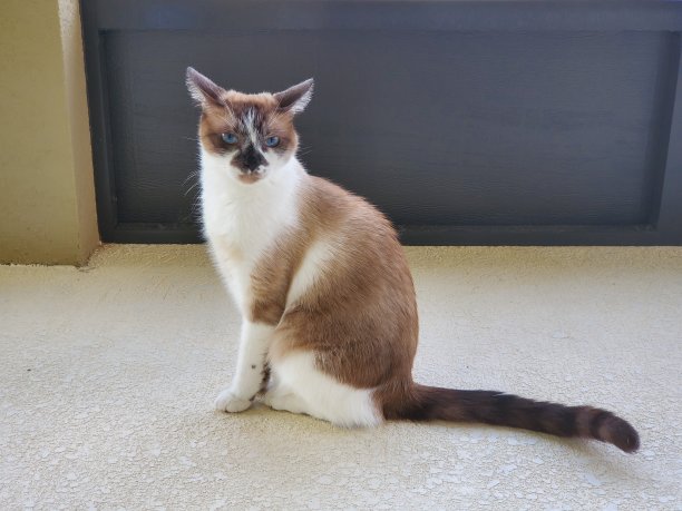 蓝眼睛猫模型图片下载