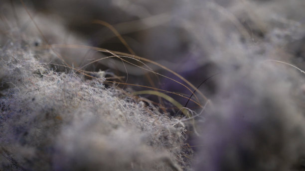 微距灰尘与头发。吸尘器在打扫公寓或房子时收集的污染图片下载