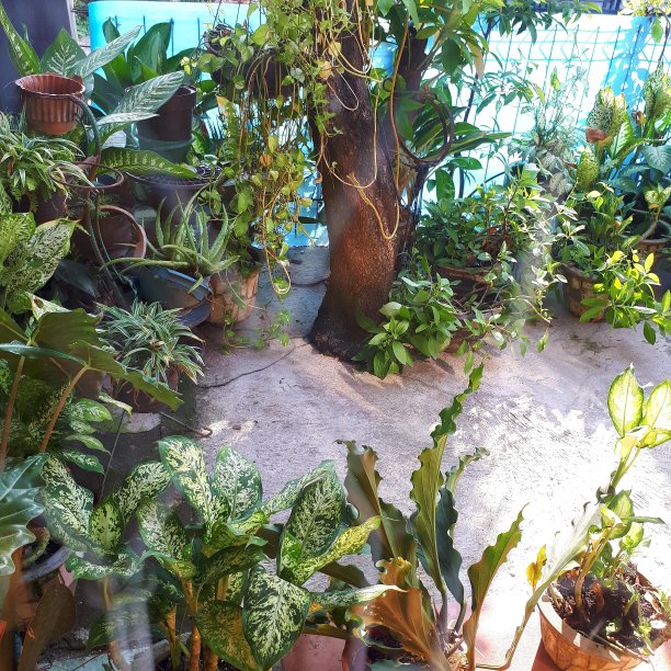 美丽的植物图片下载