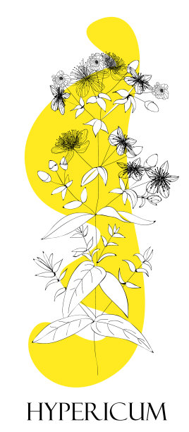 圣约翰草植物药材替代图片下载