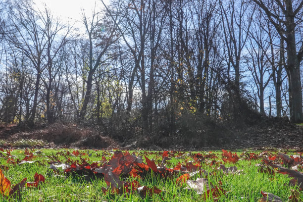 地上的叶子，背景是树图片下载