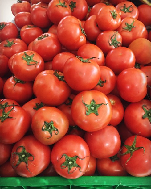 番茄' s图片下载