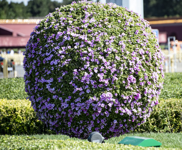 灌木开着五颜六色的花，形成一个圆圈图片下载