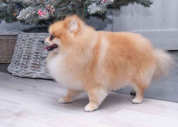 在圣诞树旁梳理后的棕色博美犬。图片下载