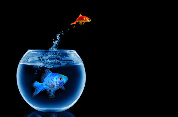 金鱼跳出了水图片下载