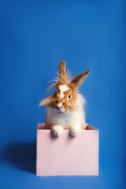 一只可爱的兔子坐在蓝色背景的粉红色礼物盒里。图片下载