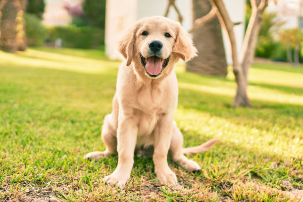 美丽可爱的金毛小狗在公园里的绿色草地上玩耍。可爱的拉布拉多纯种狗图片下载