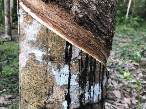 橡胶树皮图片下载