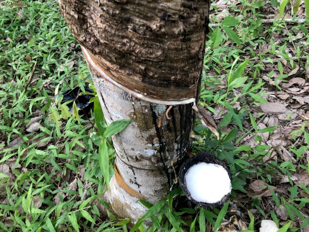 橡胶种植园图片下载