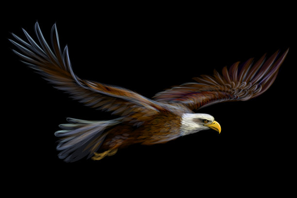 飙升的秃鹰图片下载