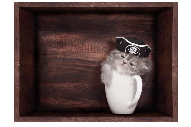 白杯小猫图片下载