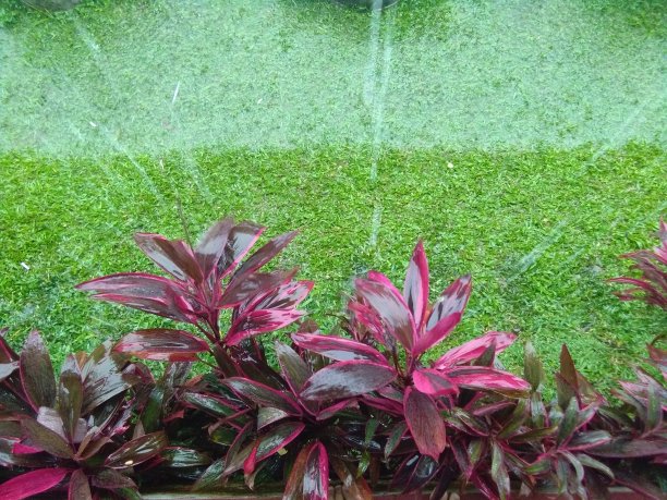 花园里的雨图片下载