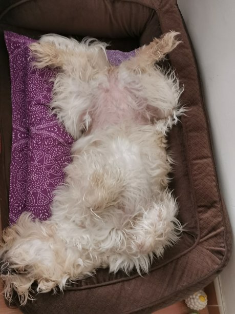 睡得很香图片下载