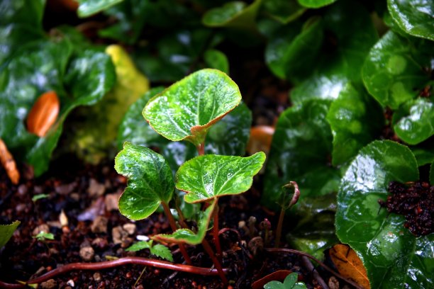 绿色的叶子，它们的茎在地里，在雨水的照耀下闪闪发光素材图片