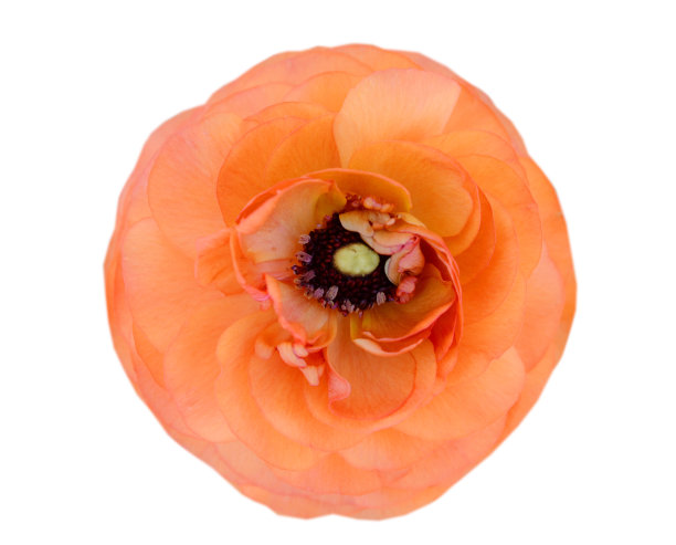 波斯毛茛花(毛茛属)头状花序，孤立白色图片下载