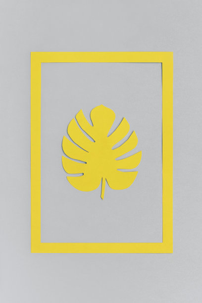 在灰色背景的框架上，纸上的热带黄色叶怪兽。创意平面躺顶视图贺卡或海报极简风格。2021年时尚的颜色图片下载