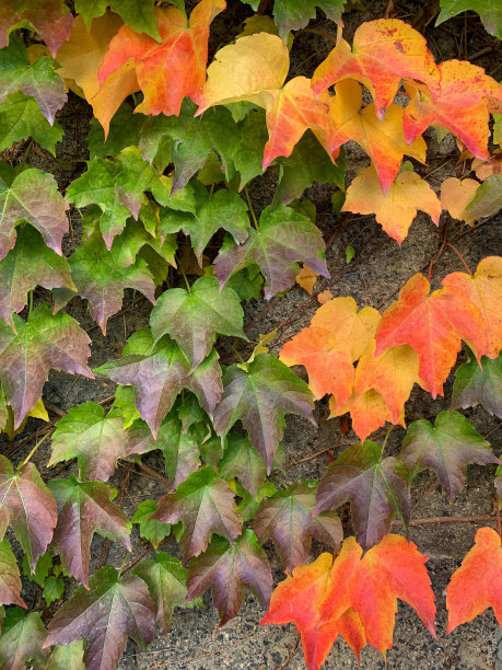 秋天的落叶图片下载