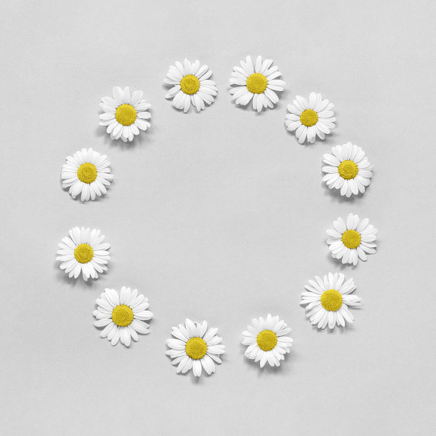 花组成。框架花圆形花环的花洋甘菊在灰色的背景。模板为您的设计俯视图平铺复制空间。2021年时尚的颜色图片下载