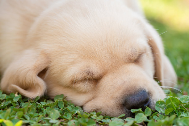 一只拉布拉多寻回犬在草地上睡觉。特写照片图片下载