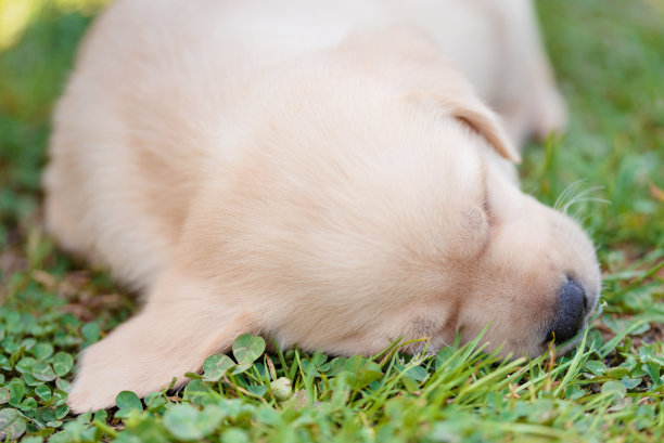 一只拉布拉多寻回犬在草地上睡觉。特写照片图片下载