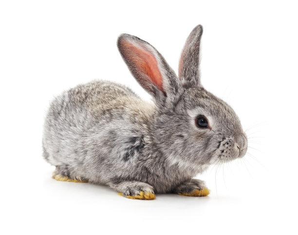 灰色的大兔子。图片下载