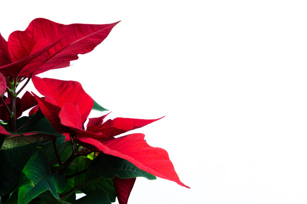 一品红植物分离在白色背景与拷贝空间图片下载