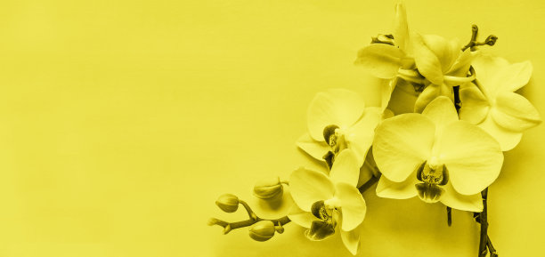 蒲公英绒毛的背景与米色终极灰色，2021年的颜色。图片下载