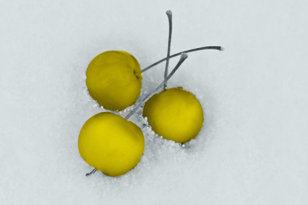 黄色的苹果在灰色的雪地上，在照明和终极灰色，2021年的颜色图片下载